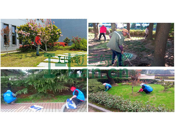 光照强度对园林苗木成长发育的影响